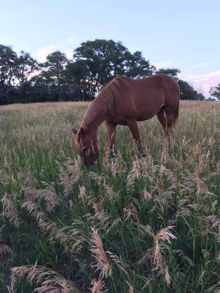 Retirement Horses